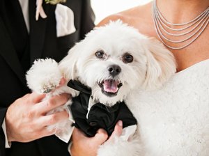 Dog wearing tux with bride and groom