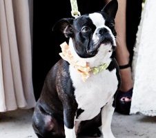 Wedding dog with polka dot bow tie leash