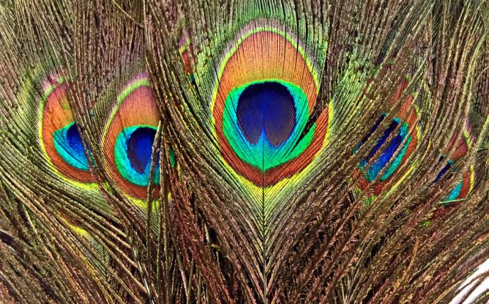 Peacock wedding | Etsy