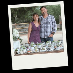 bulk wedding succulents at the succulent source