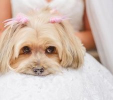 Dog hair bows wedding accessories
