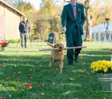 Dog walking down aisle with stick at fall wedding